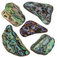 Abalone schelp