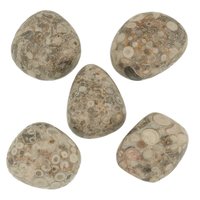 Fossil weed (stromatoliet )