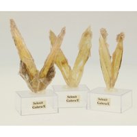 Gouden seleniet uit spanje