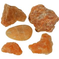 Orchidee of vuurcalsiet