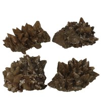 Hondentand of Dogteeth Calsiet