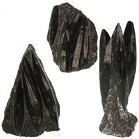 Orthoceras of  fossiele inktvis