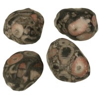 Crinoid fossiel in Marmer (Australië)