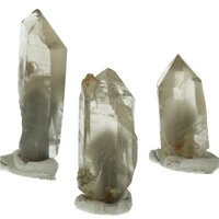 Rook Citrien met fantoom uit Bahia, Brazilië