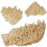 Hondentand of Dogteeth Calsiet  Nieuwe vondst Indonesie