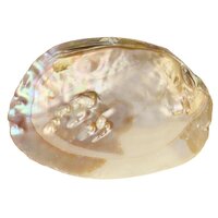 Parelmoeren Schelp met Parels