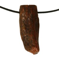 Versteend hout van de Mammoetboom