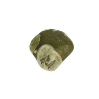 Regenwoudjaspis 