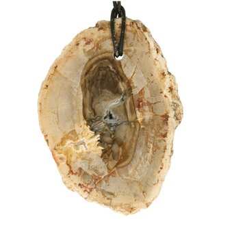 Versteend hout