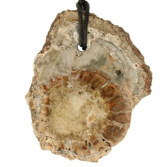 Versteend hout