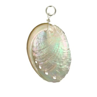 Abalone schelp