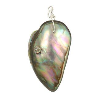 Abalone schelp