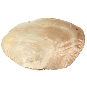 Parelmoeren Schelp met Parels