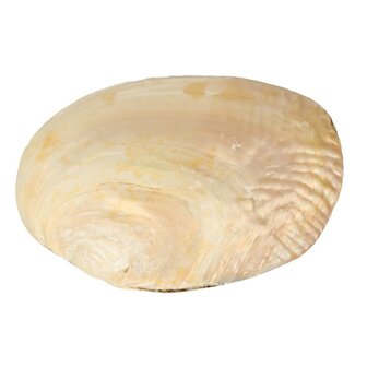 Parelmoeren Schelp met Parels