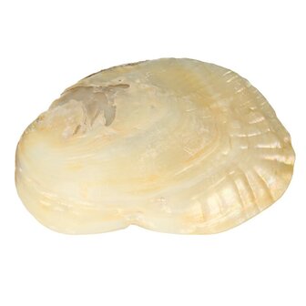 Parelmoeren Schelp met Parels
