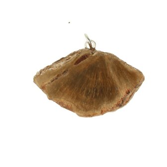 versteend hout