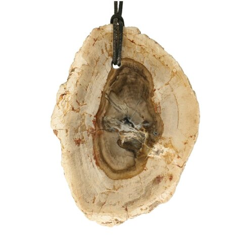 Versteend hout