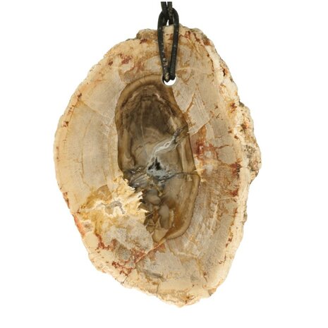 Versteend hout