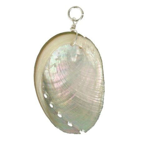 Abalone schelp