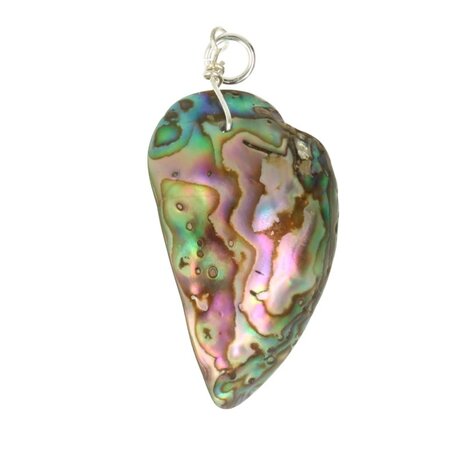 Abalone schelp