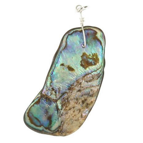 Abalone schelp