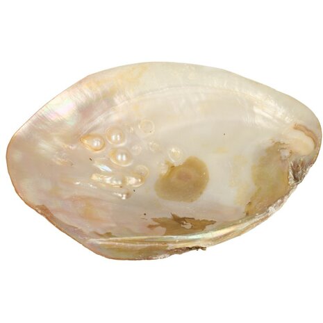 Parelmoeren Schelp met Parels