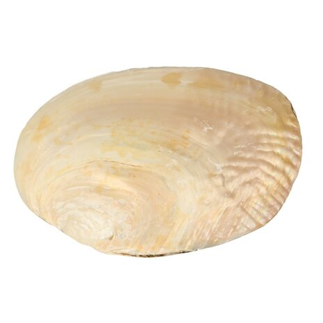 Parelmoeren Schelp met Parels