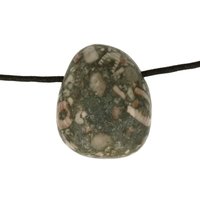 Crinoid fossiel in Marmer (Australië) doorboord inclusief koord