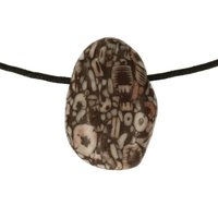 Crinoid fossiel in Marmer (Australië) doorboord inclusief koord