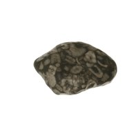 Crinoid fossiel in Marmer (Australië)