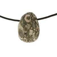 Crinoid fossiel in Marmer (Australië) doorboord inclusief koord