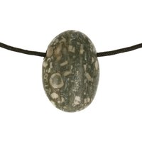 Crinoid fossiel in Marmer (Australië) doorboord inclusief koord