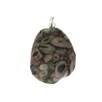 Crinoid fossiel in Marmer (Australië) 