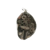 Crinoid fossiel in Marmer (Australië) 