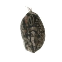 Crinoid fossiel in Marmer (Australië) 