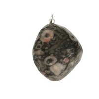 Crinoid fossiel in Marmer (Australië) 