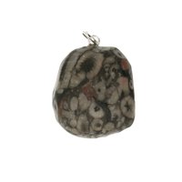 Crinoid fossiel in Marmer (Australië) 