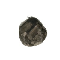 Crinoid fossiel in Marmer (Australië) 