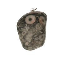 Crinoid fossiel in Marmer (Australië) 