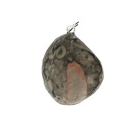 Crinoid fossiel in Marmer (Australië) 