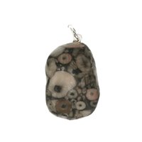 Crinoid fossiel in Marmer (Australië) 