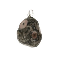 Crinoid fossiel in Marmer (Australië) 