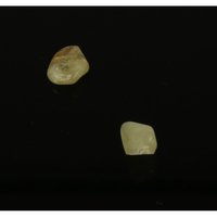 Brazialiniet (2 stuks)