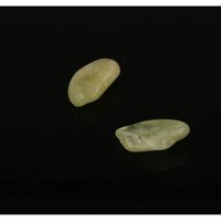 Brazialiniet (2 stuks)