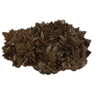 Hondentand of Dogteeth Calsiet