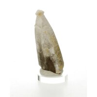 Morion Rookkwarts Sugarblade, veelal Scepter kristal (Discovery stone)