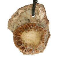 Versteend hout  doorboord incl koord