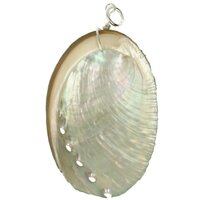 Abalone schelp