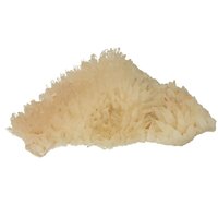 Hondentand of Dogteeth Calsiet  Nieuwe vondst Indonesië