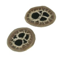 Septarie sjamaansteen